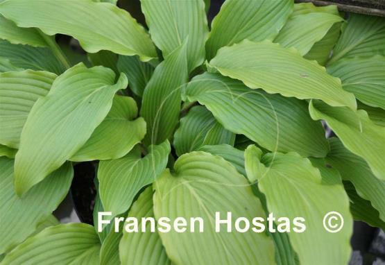 Hosta Red Neck Heaven